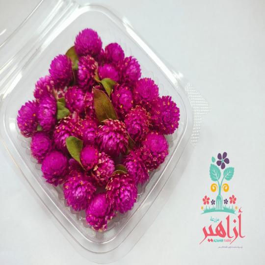 زهور البون بون - فوشيا