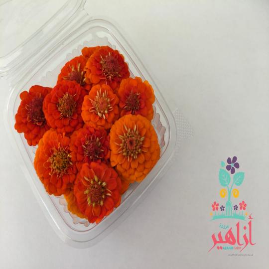 زهور زيزينيا - برتقالى